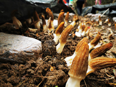 深山新產(chǎn)業(yè) 石阡鴛鴦湖村羊肚菌試種豐收，科技助農(nóng)開辟多元致富路