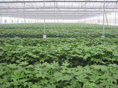 常夏石竹種子市場(chǎng)動(dòng)態(tài) 價(jià)格、廠家與采購(gòu)指南